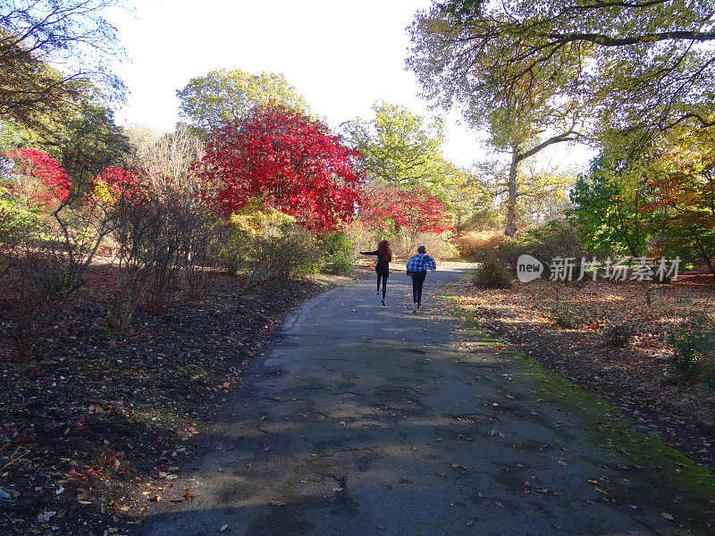 日本枫树/秋天(掌叶槭)，红色的秋叶，男孩女孩步行的路径